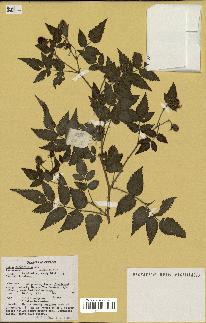 spécimen de Rubus rosifolius