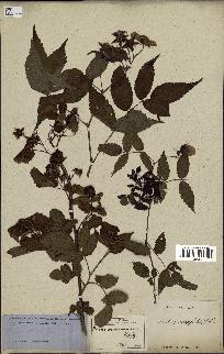 spécimen de Rubus rosifolius