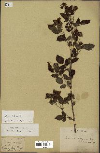 spécimen de Rubus rosifolius