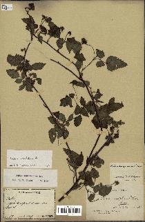 spécimen de Rubus rosifolius