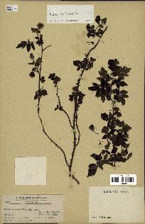 spécimen de Rubus rosifolius