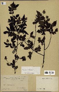 spécimen de Rubus rosifolius