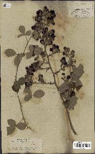 spécimen de Rubus fruticosus