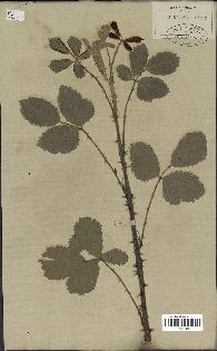 spécimen de Rubus fruticosus