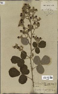 spécimen de Rubus fruticosus