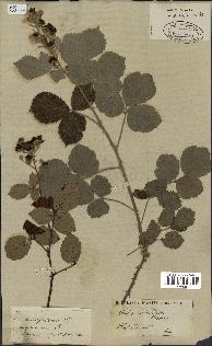 spécimen de Rubus fruticosus