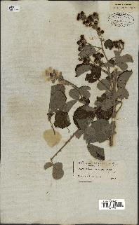 spécimen de Rubus fruticosus