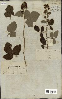 spécimen de Rubus fruticosus