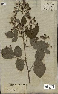 spécimen de Rubus fruticosus