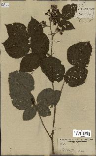 spécimen de Rubus fruticosus