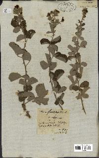 spécimen de Rubus fruticosus