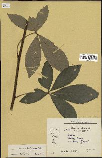 spécimen de Rubus cochinchinensis