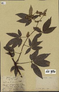 spécimen de Rubus cochinchinensis