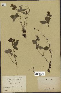 spécimen de Rubus arcticus