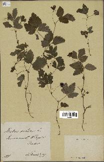 spécimen de Rubus arcticus