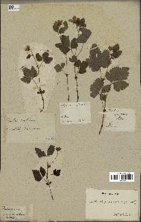 spécimen de Rubus arcticus