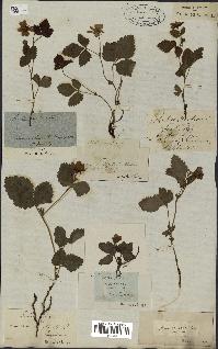 spécimen de Rubus arcticus