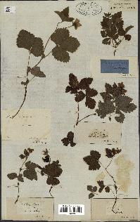 spécimen de Rubus arcticus