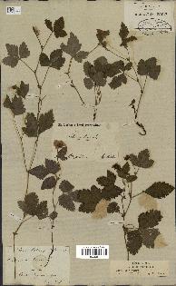 spécimen de Rubus arcticus