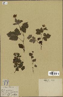 spécimen de Rubus arcticus