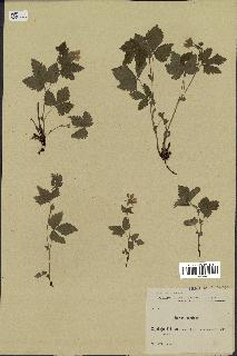 spécimen de Rubus arcticus