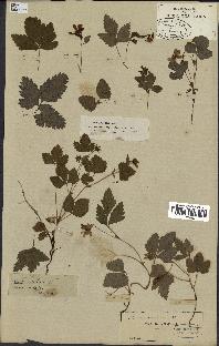 spécimen de Rubus arcticus