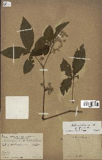 spécimen de Rubus cochinchinensis