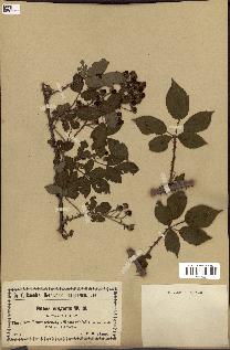 spécimen de Rubus vulgaris