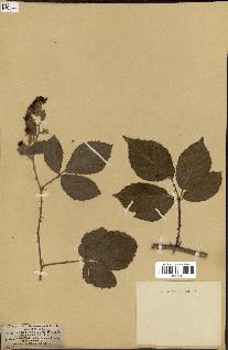 spécimen de Rubus vulgaris