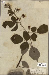 spécimen de Rubus vulgaris