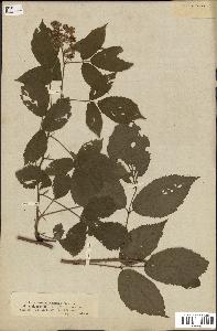 spécimen de Rubus melanoxylon