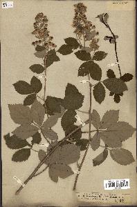 spécimen de Rubus tomentosus