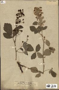 spécimen de Rubus tomentosus