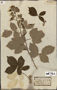 spécimen de Rubus rusticanus