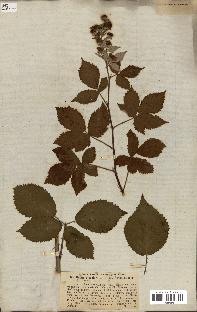 spécimen de Rubus discolor