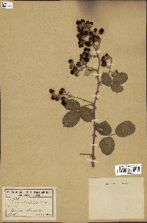 spécimen de Rubus ulmifolius