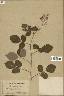 spécimen de Rubus ulmifolius