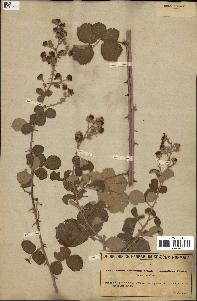 spécimen de Rubus ulmifolius