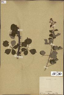 spécimen de Rubus ulmifolius