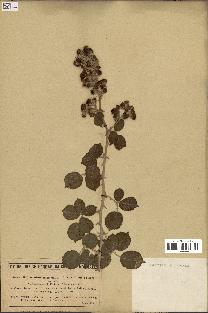 spécimen de Rubus ulmifolius