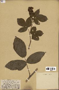 spécimen de Rubus geromensis