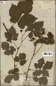 spécimen de Rubus deltoideus