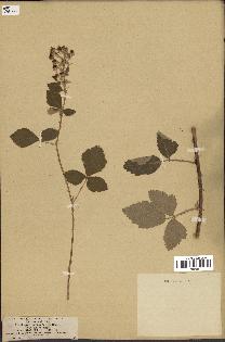 spécimen de Rubus tomentosus
