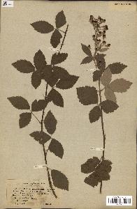 spécimen de Rubus tomentosus