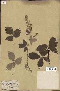 spécimen de Rubus tomentosus