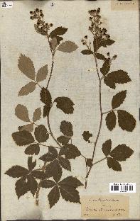 spécimen de Rubus tomentosus