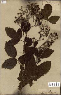 spécimen de Rubus tomentosus