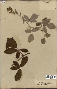 spécimen de Rubus tomentosus