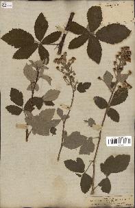 spécimen de Rubus tomentosus