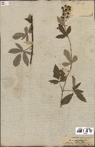 spécimen de Rubus tomentosus